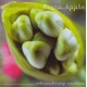 Fiona Apple Cd Extraordinary machine